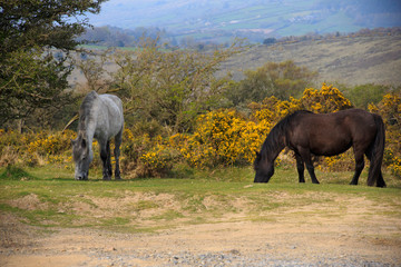 Horses on Dartmoor