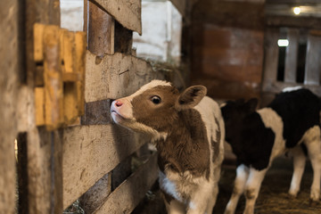 Cute calf looks into the object. A cow stands inside a ranch next to hay and other calves.