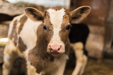 Cute calf looks into the object. A cow stands inside a ranch next to hay and other calves.