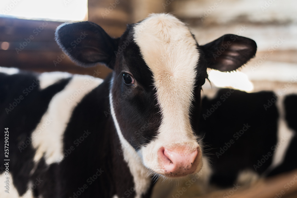 Wall mural cute calf looks into the object. a cow stands inside a ranch next to hay and other calves.