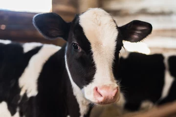Möbelaufkleber Nettes Kalb schaut in das Objekt. Eine Kuh steht in einer Ranch neben Heu und anderen Kälbern. © etonastenka