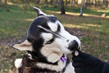 Dog Siberian Husky breed takes a treat from the hands of his trainer