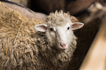 Sheep in the village. Sheep in a wooden shed next to hay. Village portrait