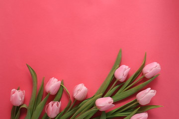 Obraz premium Nine beautiful pink tulips laying on pink background