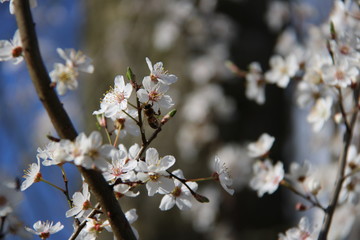 Endlich Frühling