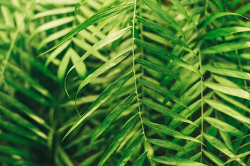 Naklejka premium Green thin palm leaves plant growing in the wild, tropical forest plants, evergreen vines abstract color on a dark background.