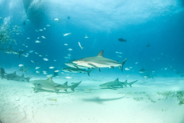 Caribbean reef shark and lemon shark at the Bahamas