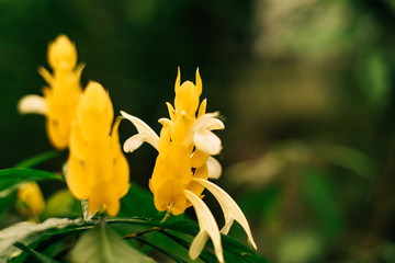 pahistahis, acanthus flower in the jungle of America. yellow flower in the field. greenhouse outdoors
