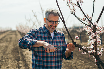 senior man pruning trees in fruit plantation