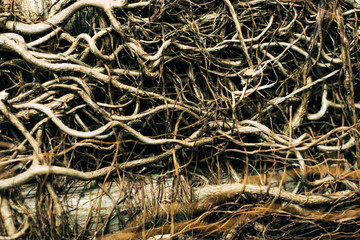 roots on a palm tree in the jungle. interesting textured background and wallpaper on the table
