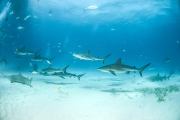 Obraz premium Caribbean reef shark and lemon shark at the Bahamas