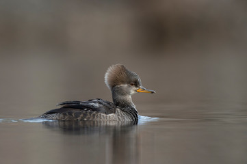 Hen Hooded Merganser Portrait