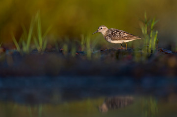 Sandpiper in the Morning