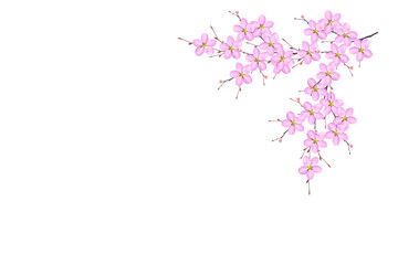 Flowering branch of cherry isolated on a white background.