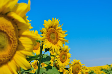 Yellow sunflowers grow in the field against a blue sky. Agricultural crops.