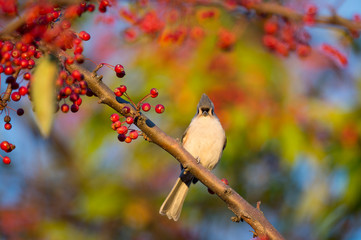 Tufted Titmouse and Berries