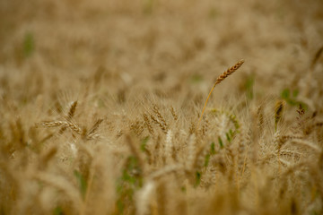 endless fields of wheat crops in latvia countryside