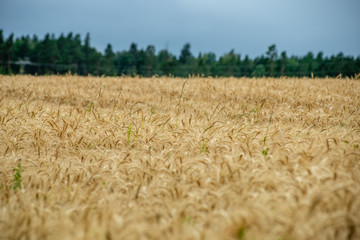 endless fields of wheat crops in latvia countryside