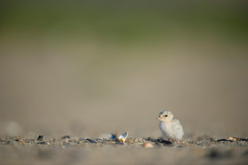 Least Tern Chick on the Beach