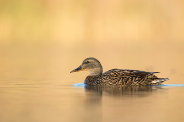 Female Mallard on Golden Water