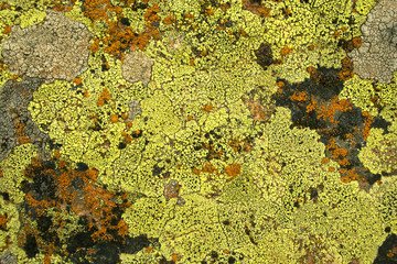 Yellow and bright green color fungus on rock as background