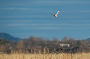 Flying Short-eared Owl