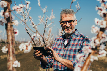 agronomist examining blooming trees in orchard using tablet