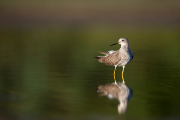 Yellowlegs Portrait