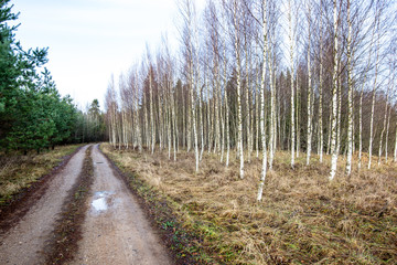 empty gravel road in autumn