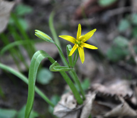 Gagea lutea blooms in the wild in the woods