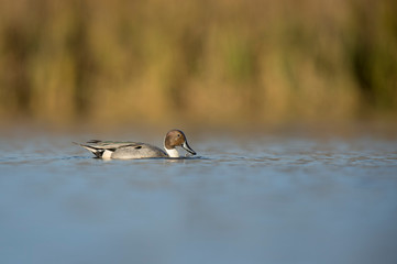 Northern Pintail Surfacing