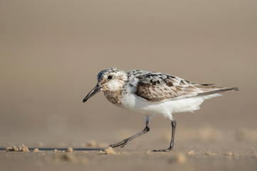 Walking Sanderling