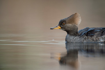 Female Hooded Merganser Head Shot