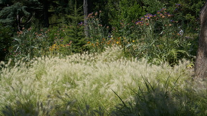 grass in the forest