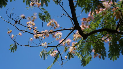 Pink flowers in the blue sky