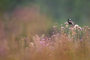 Bobolink and Thistle