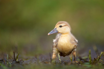 Cute Egyptian Gosling