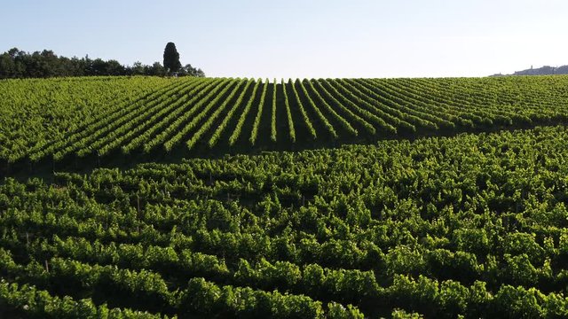 Vigneti a Montepulciano