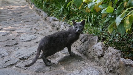 cat on a tree