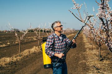 senior worker in orchard sprinkling trees for protection