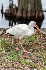 White Ibis Eudocimus albus, Lake Eola Park, Downtown Orlando, Florida.