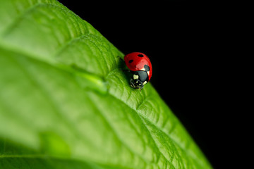 ladybug on green leaf