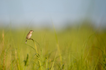 Seaside Sparrow in Marsh Grass