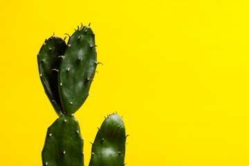 houseplant cactus at yellow background. template for design. copy space.