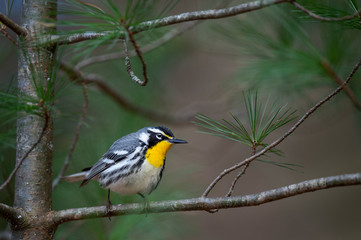 Curious Yellow-throated Warbler
