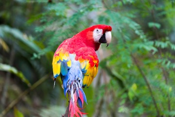Exotic Red and Yellow Parrot / Macaw Bird with Curious Look in the Eyes Perched on Tree in Tropical Rainforest near Honduras City of Copan