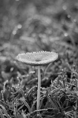 mushroom in the forest