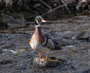 Make wood duck (Aix spoons) standing on rock in middle of creek.
