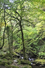 Fototapeta na wymiar Forest Path in Ireland