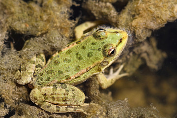a frog in pool